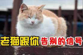 老猫做出这些行为，是在跟你告别！视频封面