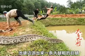池塘边游出来一条大腿粗巨蟒,小哥拔腿就跑!村民下水抓捕却被缠住