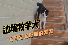 边牧狗狗最喜欢的玩具就是飞盘 把飞盘给它藏起来 看它多久能找到视频封面