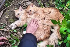 寒冷的天气，两只流浪猫相拥在一起，直到生命最后一刻也不愿分离视频封面