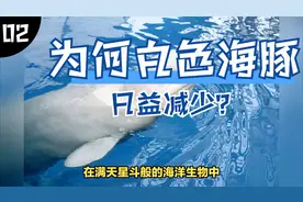 海洋精灵——白色海豚减少的原因？视频封面