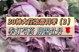 30种大花浓香月季！拳打芍药，脚踢牡丹，绝对花园女王【3】视频封面