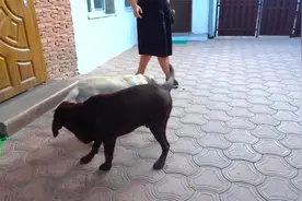 狗狗第一次见面，有点害羞，但也不影响他们