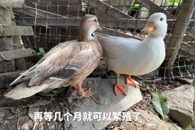 80块钱的柯尔鸭长大了，还挺漂亮的视频封面