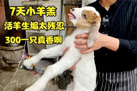 山东小伙首创生煸羊羔肉，7天羊羔一只卖300块，看着残忍吃着香！视频封面