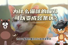 【科学“齐”遇记】为什么猫咪的瞳孔可以变成竖条状？