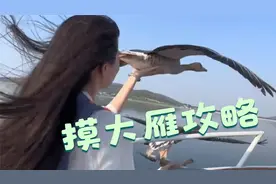 所以大雁为什么会跟着快艇飞啊？