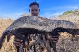 天啊！原始部落的惊人饮食文化：抓蜜獾竟成为至高无上的美味！视频封面