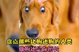 盘点那些比狗还狗的人类，虽然不是狗但是做狗这方面还是你擅长