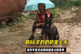 东德牧羊犬灰宝，将86岁的奶奶宠上天，不是充当拐杖就是分担家务视频封面