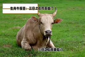生肖牛报喜：三日之后双喜临门，百年难遇，快接住这份福气！视频封面