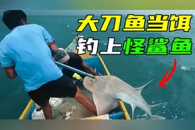 大刀鱼当诱饵，连着钓到三条大马鲛，还有一条罕见大鲨鱼，纪录片视频封面