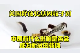 美国释放转基因蚊子，对中国有什么影响？是否会成为新冠的载体？