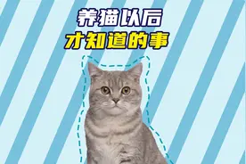 你知道，为什么猫咪喜欢被摸下巴吗？