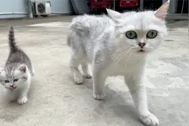 猫妈妈带着孩子在院子里溜达，小猫跑的飞快～～视频封面