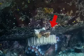 海洋巨型章鱼，一次性能够产下十万枚卵，为了孵化不吃不喝视频封面