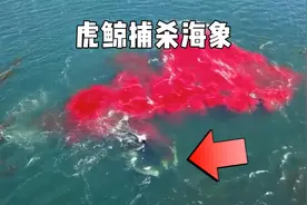 北极熊都无法猎杀的海象，几只虎鲸轻松料理，现场画面太凶残视频封面