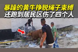 脾气暴躁的小黄牛挣脱了绳子的束缚，还跑到了居民区撞伤了四个人视频封面