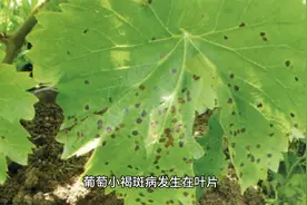 葡萄小褐斑病发生在葡萄成熟期，对叶片危害较大。