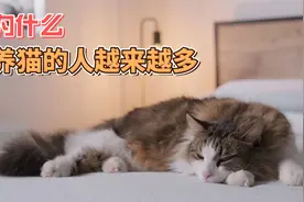 为什么越来越多的人喜欢养猫视频封面