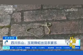 四川乐山：玉斑锦蛇出没农家乐视频封面
