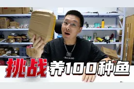 挑战养100种鱼：9.9元的观赏鱼盲盒，居然开出来雷龙鱼！