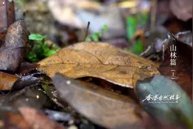 小小黄金蚁，竟干掉体重10倍于自己的大甲虫