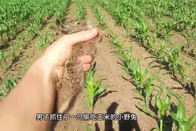 男子抓住了一只偷吃玉米的小野兔，小家伙脾气还很大，该放生吗？视频封面