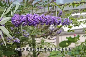 夏季开花的薰衣草，能长成大树，开花一穗穗，几乎不招虫