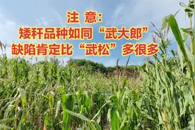 注意：矮秆品种如同“武大郎”，缺陷肯定比“武松”多很多视频封面