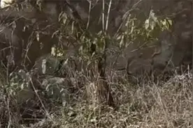 山东淄博一山上发现人类骸骨 目击者：只剩几块骨头和衣服碎片视频封面