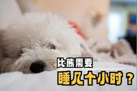 比熊一般睡眠时间，是多少呢？