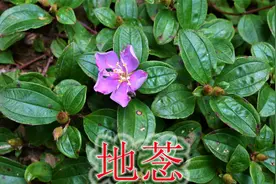 农村毒蛇克星植物“地菍”,野果也叫“地茄子”，全草可用来煮水
