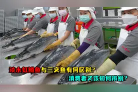 真假三文鱼，淡水虹鳟鱼与三文鱼有何区别？人们又该如何辨别？视频封面