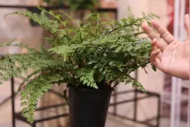 室内养花可以养什么有特色的绿植？园艺师教你，试试吉姆蕨视频封面