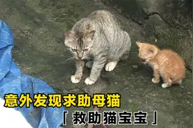瞎眼小猫不见了，猫妈主动向人类求助！最后小哥暖心举动太感人视频封面