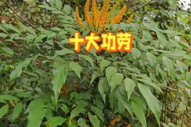 肝的守护者？功劳木成泡茶新宠再不是秘密，很多懂的人都在喝！