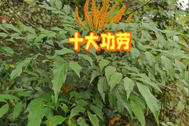 肝的守护者？功劳木成泡茶新宠再不是秘密，很多懂的人都在喝！视频封面