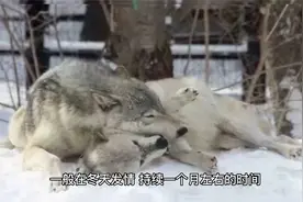 公狼和母狼是怎么交配繁殖的？看完你就知道了视频封面