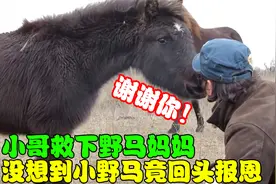 小哥救下野马妈妈，没想到小野马竟回头报恩，这举动太暖心了！视频封面