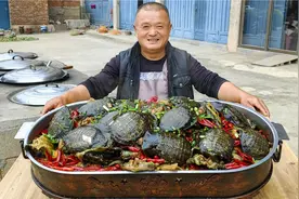 280买30只甲鱼，大叔做麻辣甲鱼下酒，1人8只当饭吃过瘾