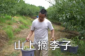 和儿子到山上摘李子，又大又甜，中午农家乐吃柴火饭视频封面