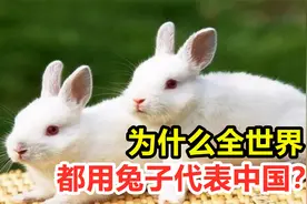 为什么全世界，都用兔子代表中国？这意味着实力差吗？视频封面