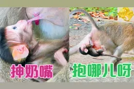 出生三天的猴宝抻奶嘴被拒奶，抱妈妈的位置也不对
