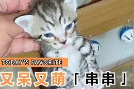 看看美短和狸花的串串，一窝生了5个，都快满月了，还没找到下家