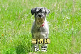 雪纳瑞怎样算是认主人了呢？看它这几个表现！