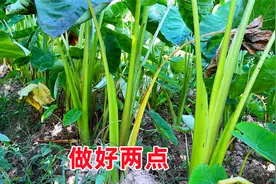 芋头种植管理有技巧，生长中后期做好两点很关键，亩产万斤不是梦视频封面