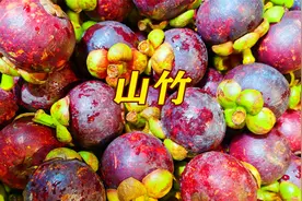 男人贷款百万回乡种山竹,可他的种植方式却吓坏了所有人！