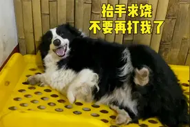 经常被主人毒打的狗狗，总是露肚皮抬手求饶，满脸委屈太可怜了