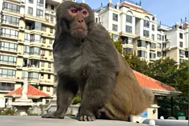 北京通州城区出现猴子？野保专家提示：切勿投喂视频封面